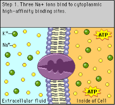 active transport animation