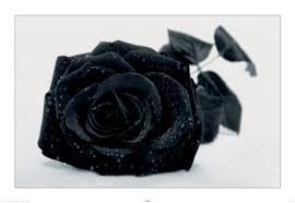 black rose gothic