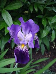 purple iris flower