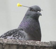 blow dart gun