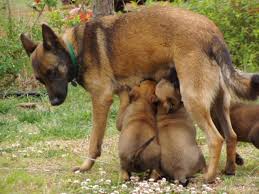 belgian malinois dog