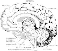 diencephalon