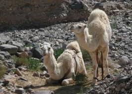 camel bells