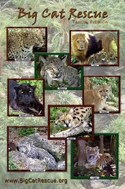 big cat posters