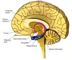 diencephalon