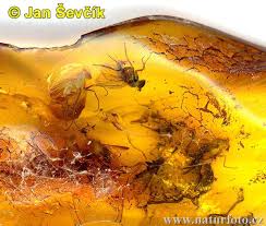 amber with insect