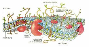 membrane