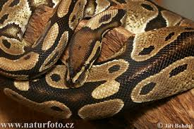 ball python wallpapers