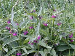 symphytum officinale