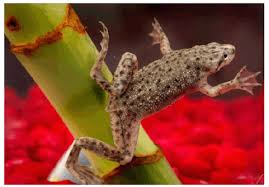 african frog aquarium