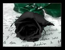 black roses flower