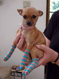 socks dog