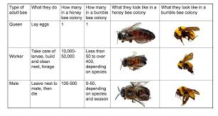 types of bees