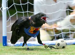 crows pictures