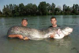 largest caught fish