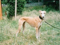 saluki greyhound cross
