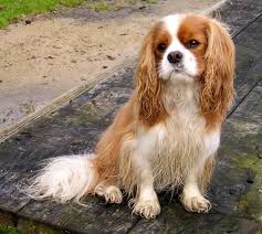 cavalier king charles dog