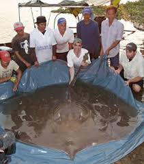 largest caught fish