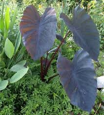 colocasia esculenta
