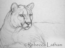 sketching animals