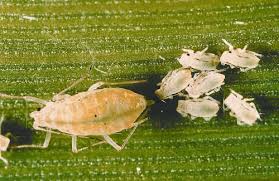 aphid insect