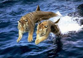 real tiger pictures