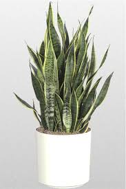 motherinlaw plant