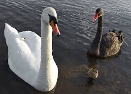 white swan black swan