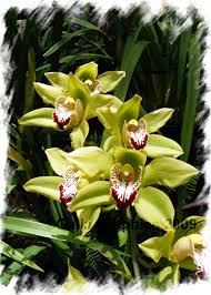 green orchids