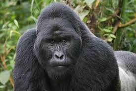 mountain gorillas
