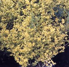 ovalifolium