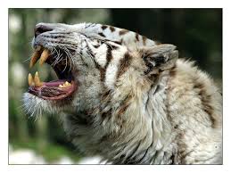 petit tigre blanc