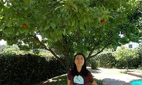 pictures of different plum trees