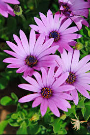 african daisy
