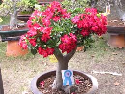 adenium plant