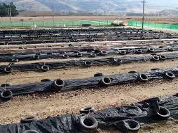 earthworms farming