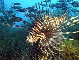 Image: Lion fish