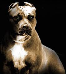 cani pitbull