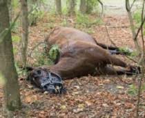 equine rescue
