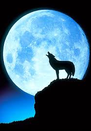 wolf and moon