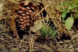 ponderosa pine cone