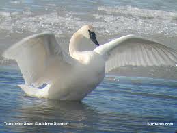 swan wallpaper