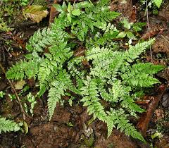 cystopteris
