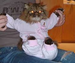 cat pajama