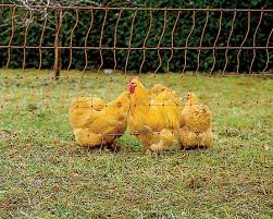 chicken net