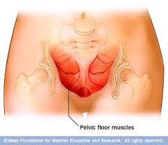 pelvic bone