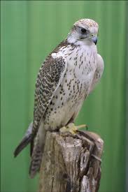 peregrine falcon pictures