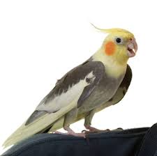 cockatiel species