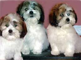 lhasa apso puppy