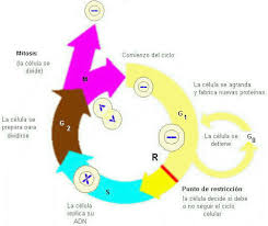 interfase
